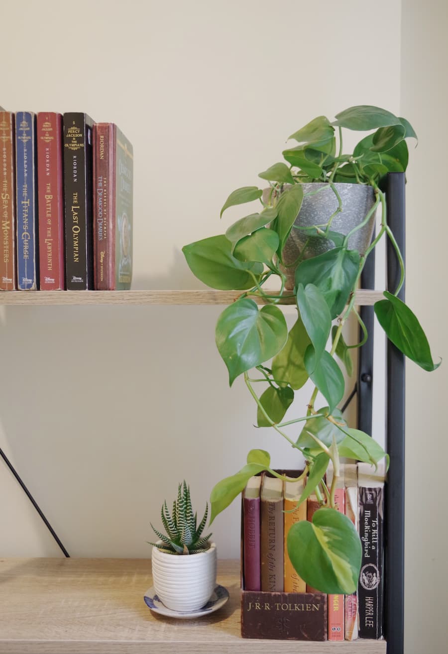 Bookcase with trailing plant to the right