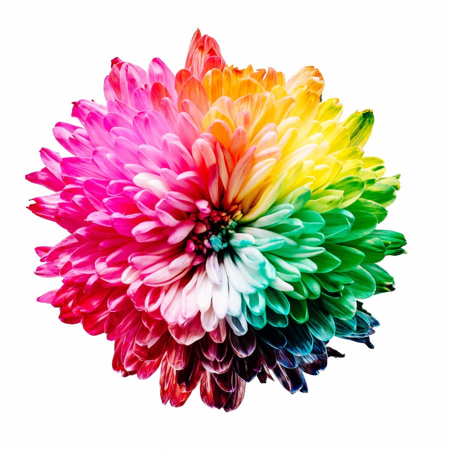Dahlia flower made up of all the different colours of the colour spectrum from orange, yellow, green, blue, purple, red and pink